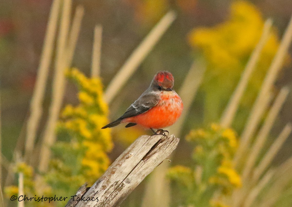 Vermilion Flycatcher - ML180587861