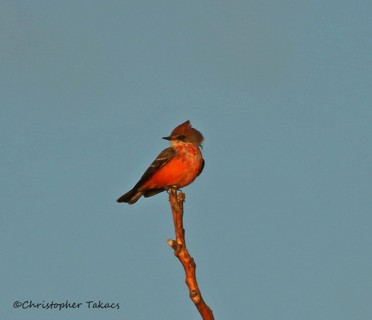 Vermilion Flycatcher - Christopher Takacs