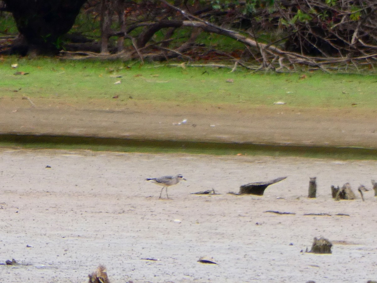 American Golden-Plover - ML180587951