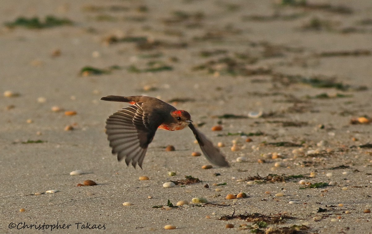 Vermilion Flycatcher - ML180587961