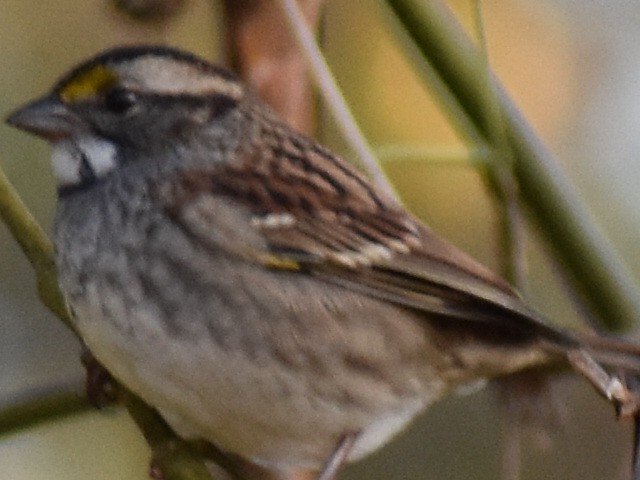 White-throated Sparrow - ML180590321