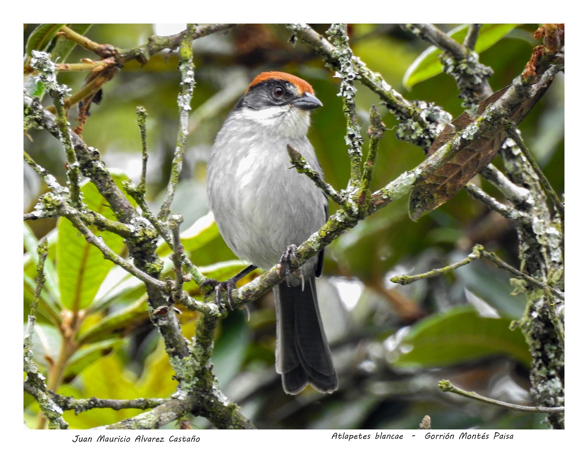 Antioquia Brushfinch - Juan Mauricio Alvarez Castaño