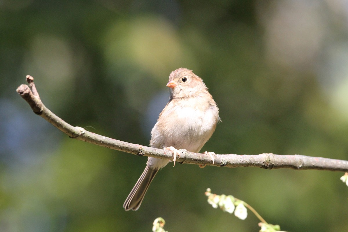 Field Sparrow - ML180595491