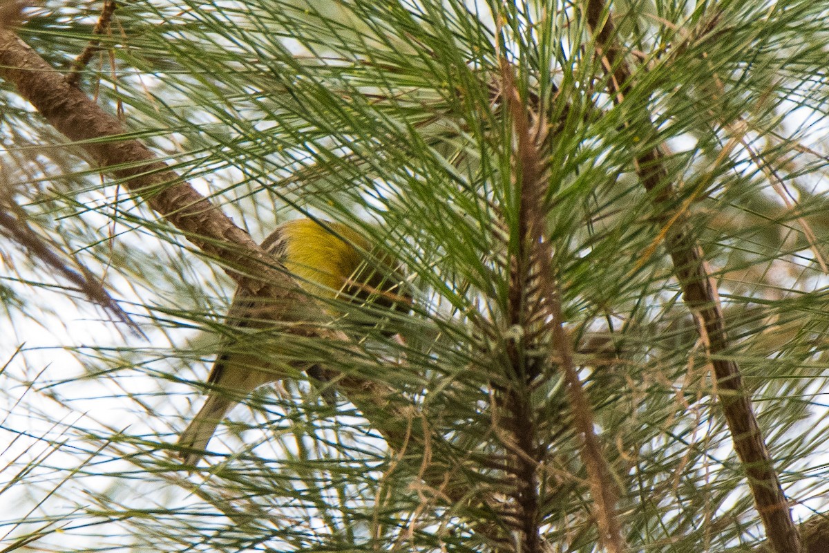 Pine Warbler - Jim Dehnert