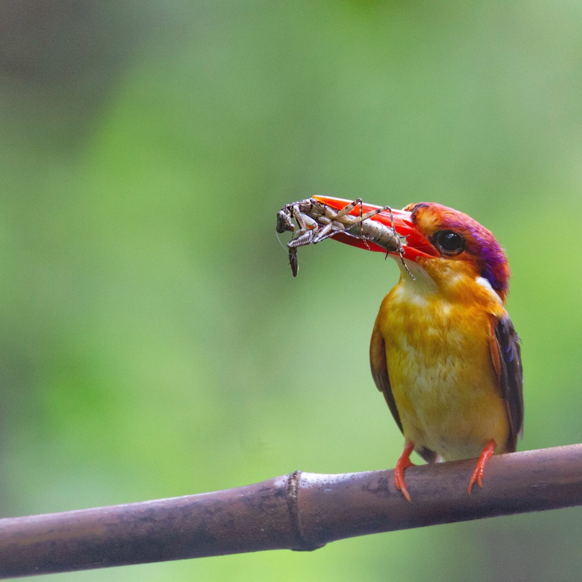 Black-backed Dwarf-Kingfisher - ML180599191