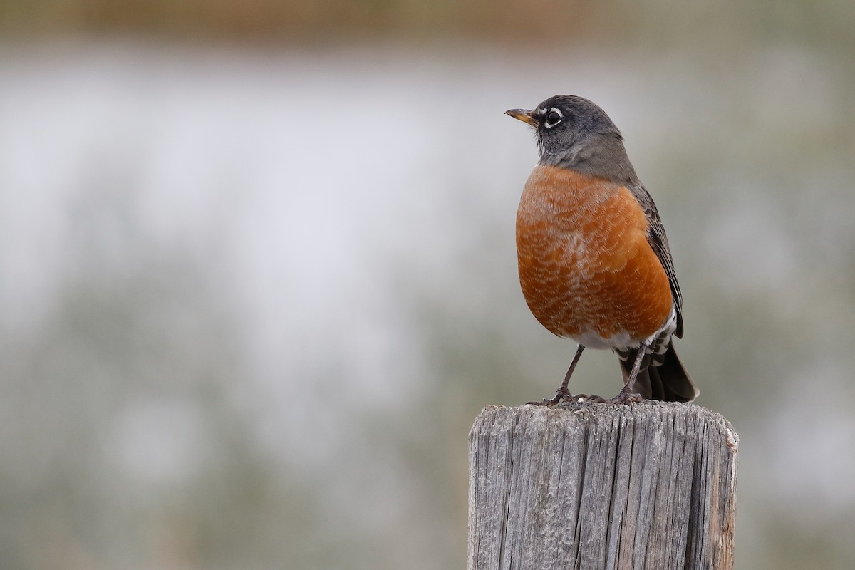 American Robin - ML180600501