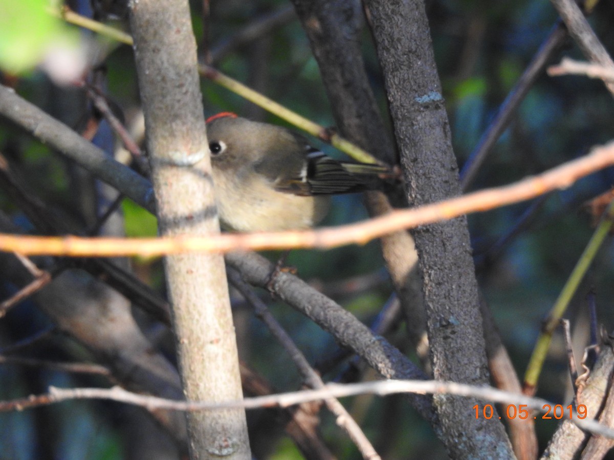 Ruby-crowned Kinglet - ML180600761