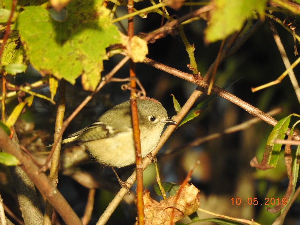 Ruby-crowned Kinglet - Tracee Starner