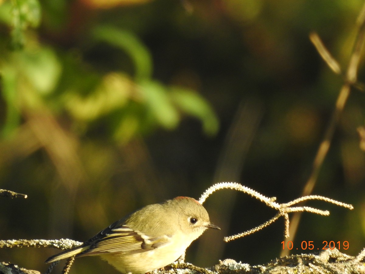 Ruby-crowned Kinglet - ML180600781