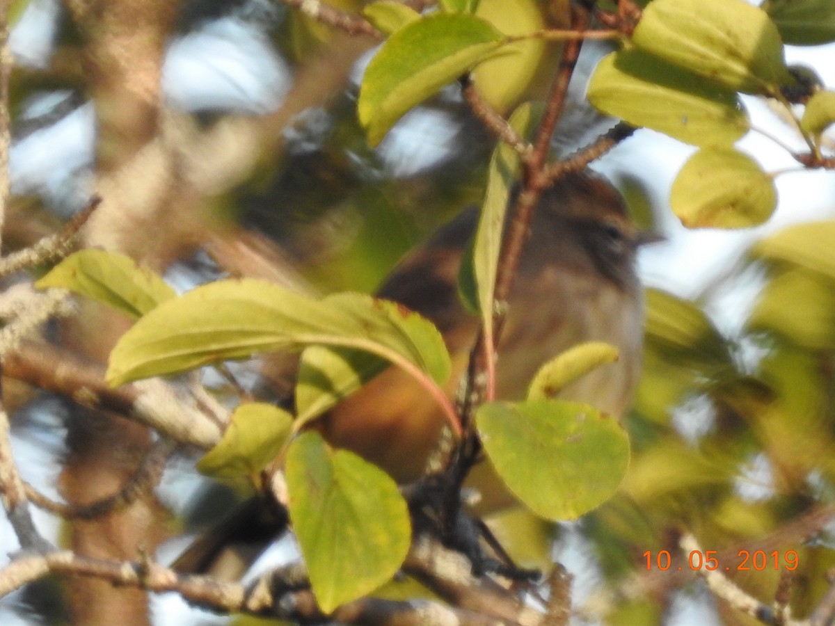 Palm Warbler - ML180600831