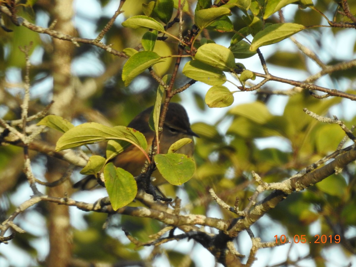 Palm Warbler - Tracee Starner