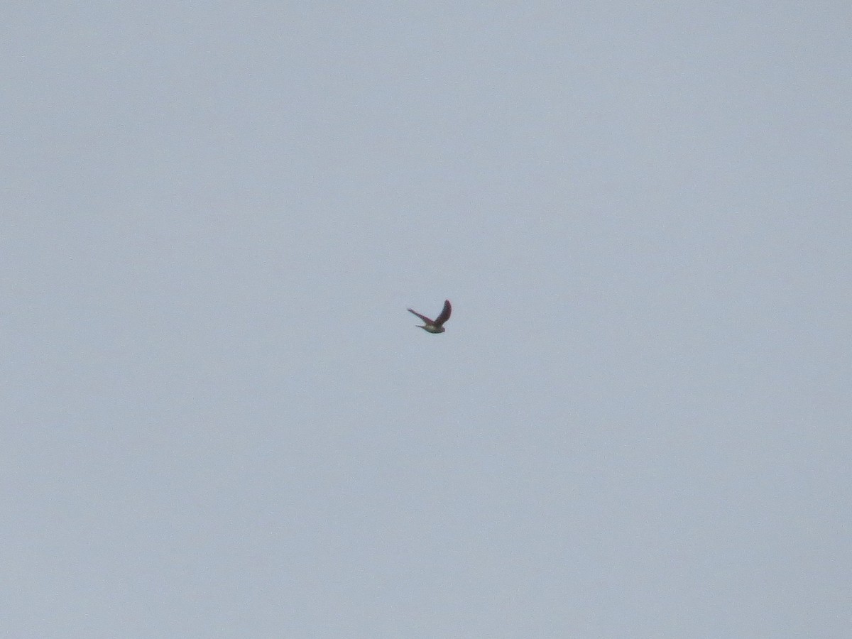 Peregrine Falcon (North American) - ML180601361