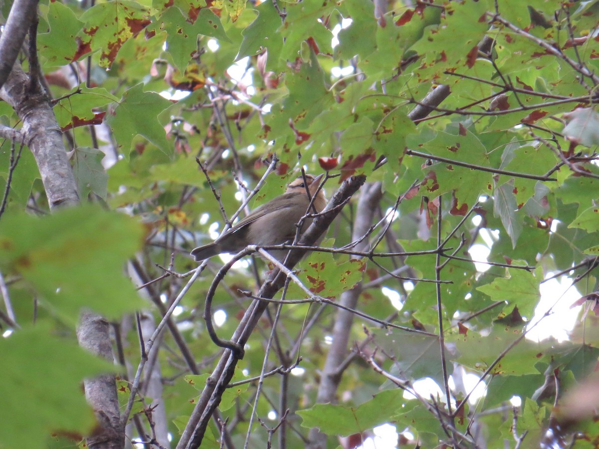 Worm-eating Warbler - ML180601461