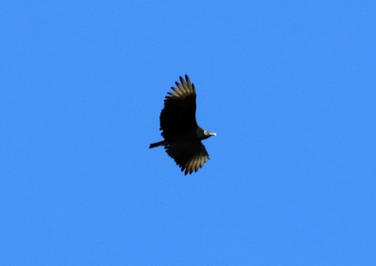 Black Vulture - ML180601641