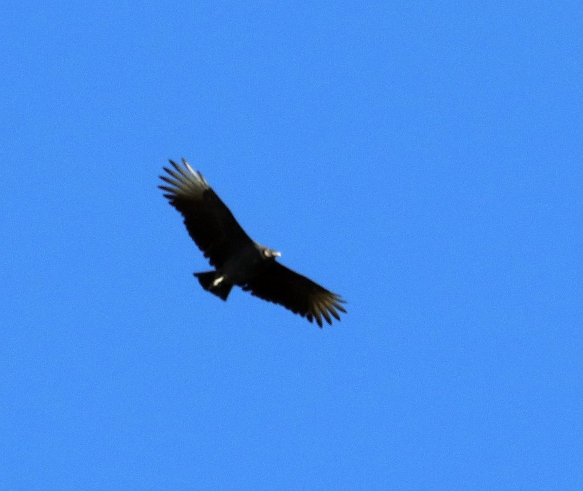 Black Vulture - ML180601651