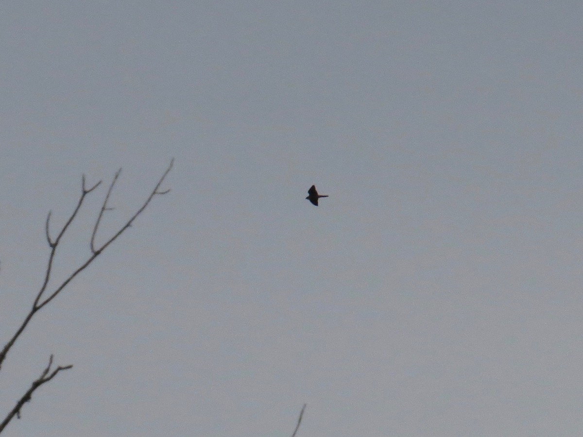 Peregrine Falcon (North American) - ML180601951