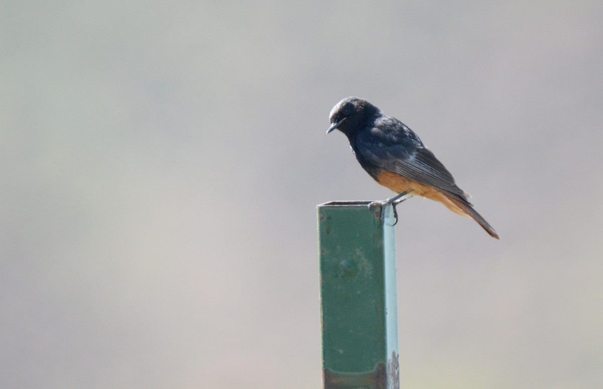 Black Redstart - ML180602531