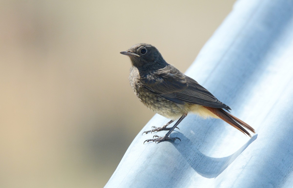 Black Redstart - ML180602541