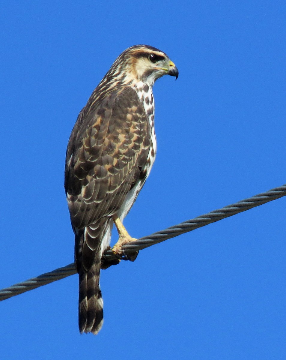 Gray Hawk - ML180602961