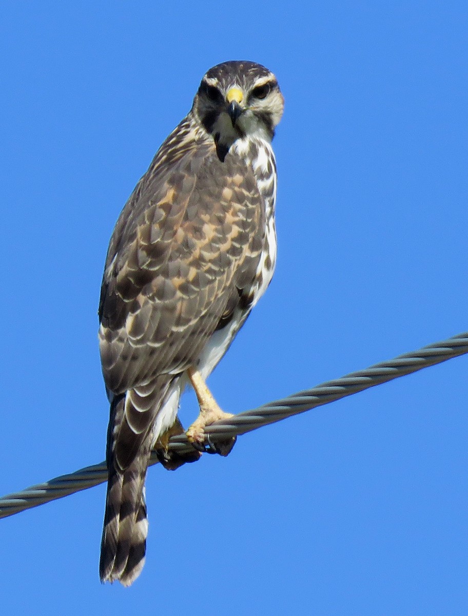 Gray Hawk - ML180602971