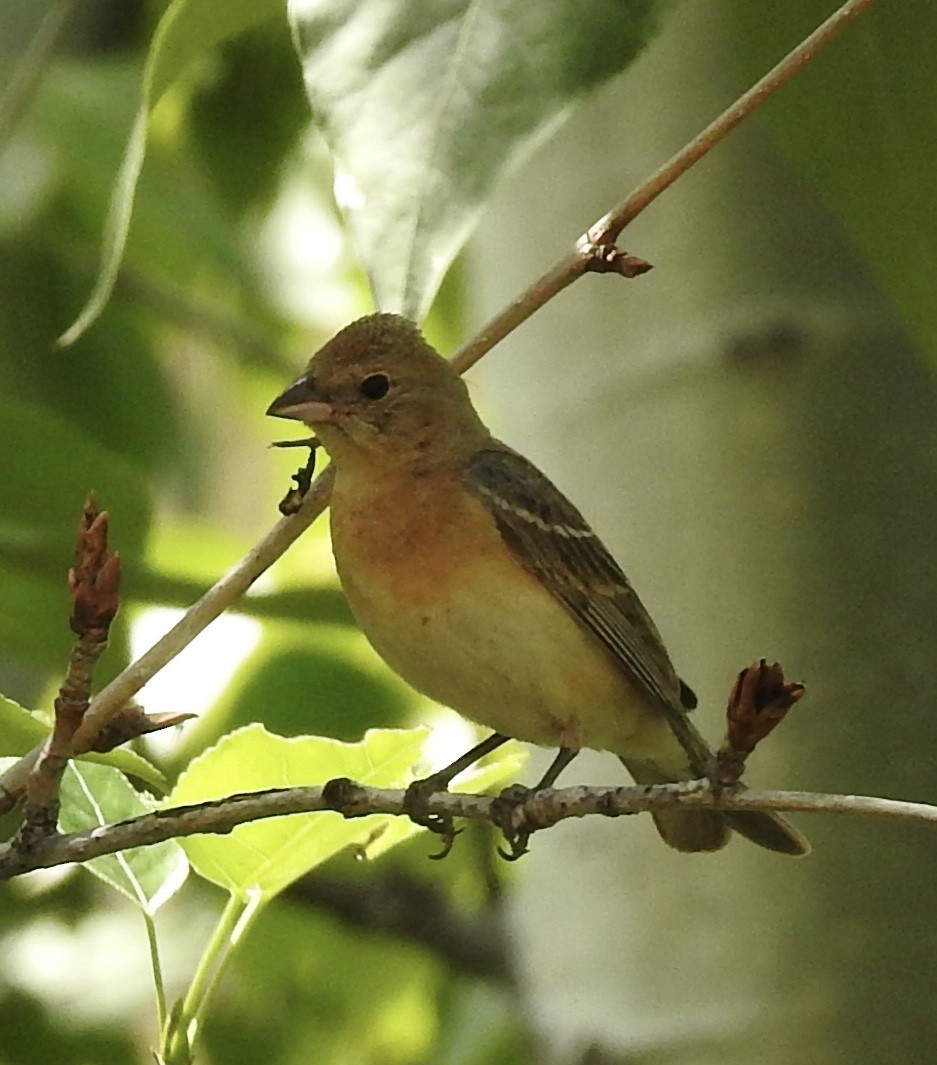 Passerin azuré - ML180604551