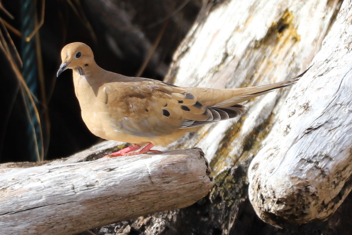 Mourning Dove - ML180605691