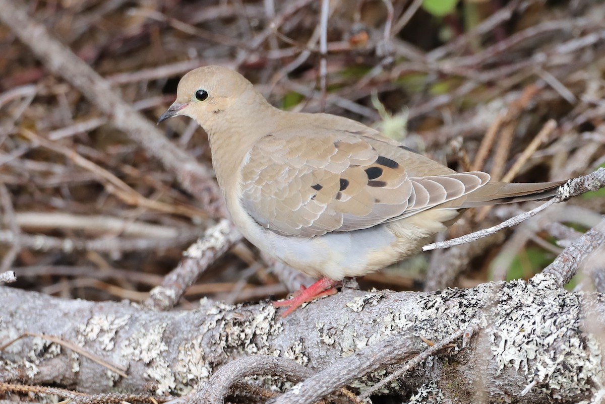 Mourning Dove - ML180605981