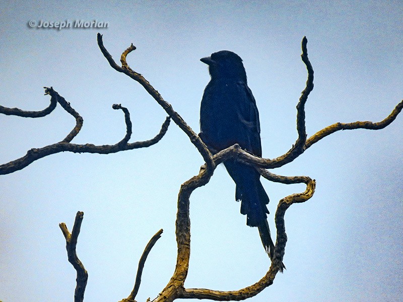 Black Drongo - ML180608561