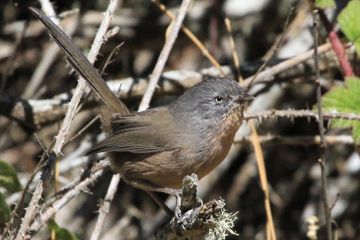 Wrentit - ML180608721