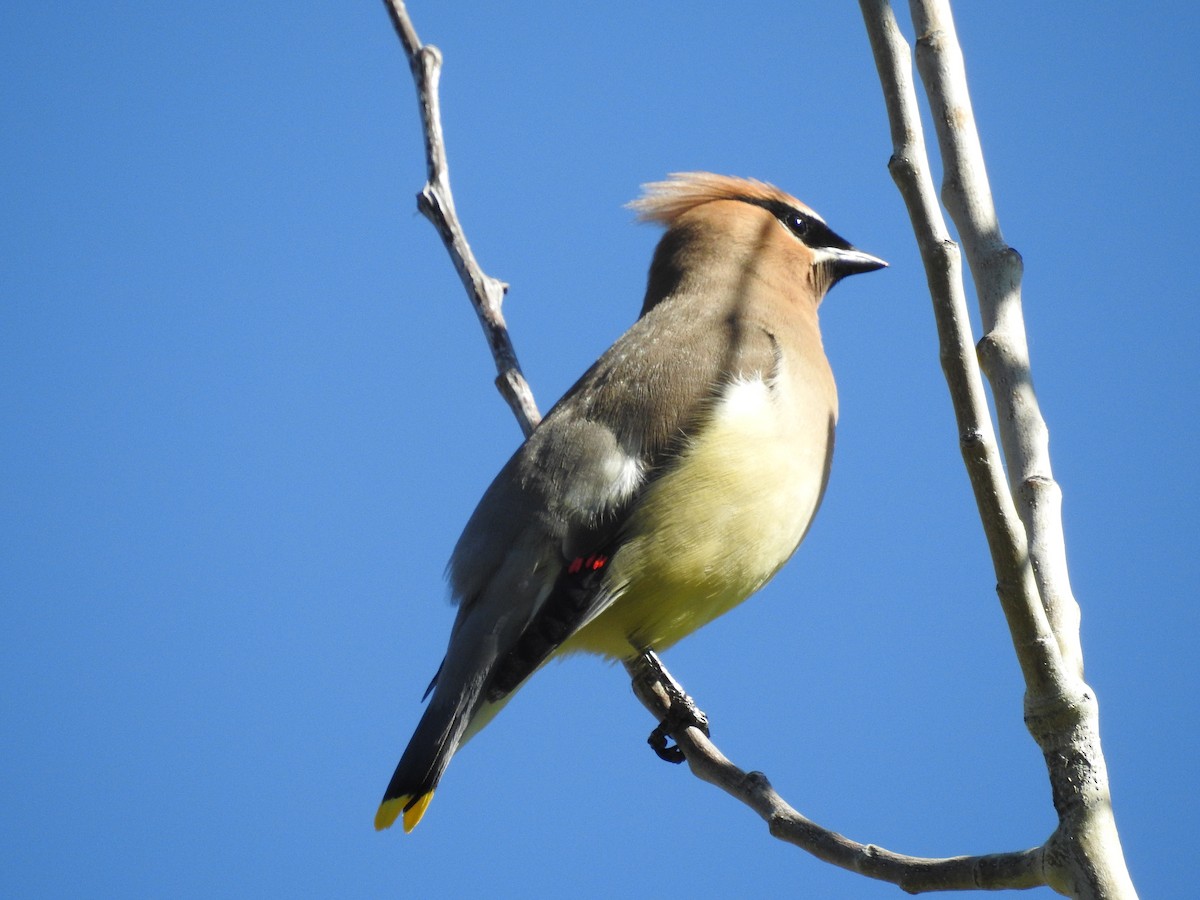 Cedar Waxwing - ML180609611