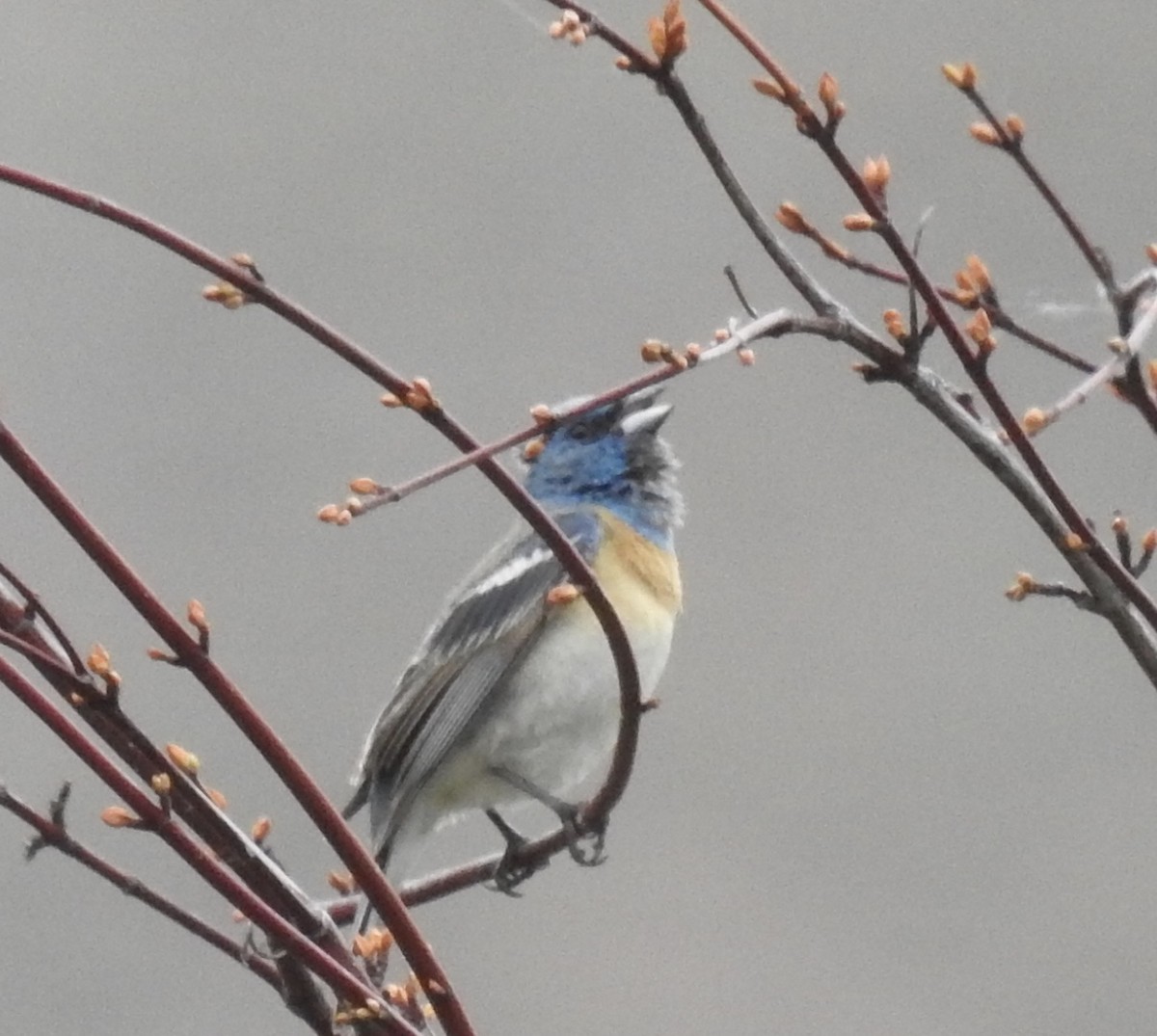 Lazuli Bunting - Kim Liebich ☀️🦤