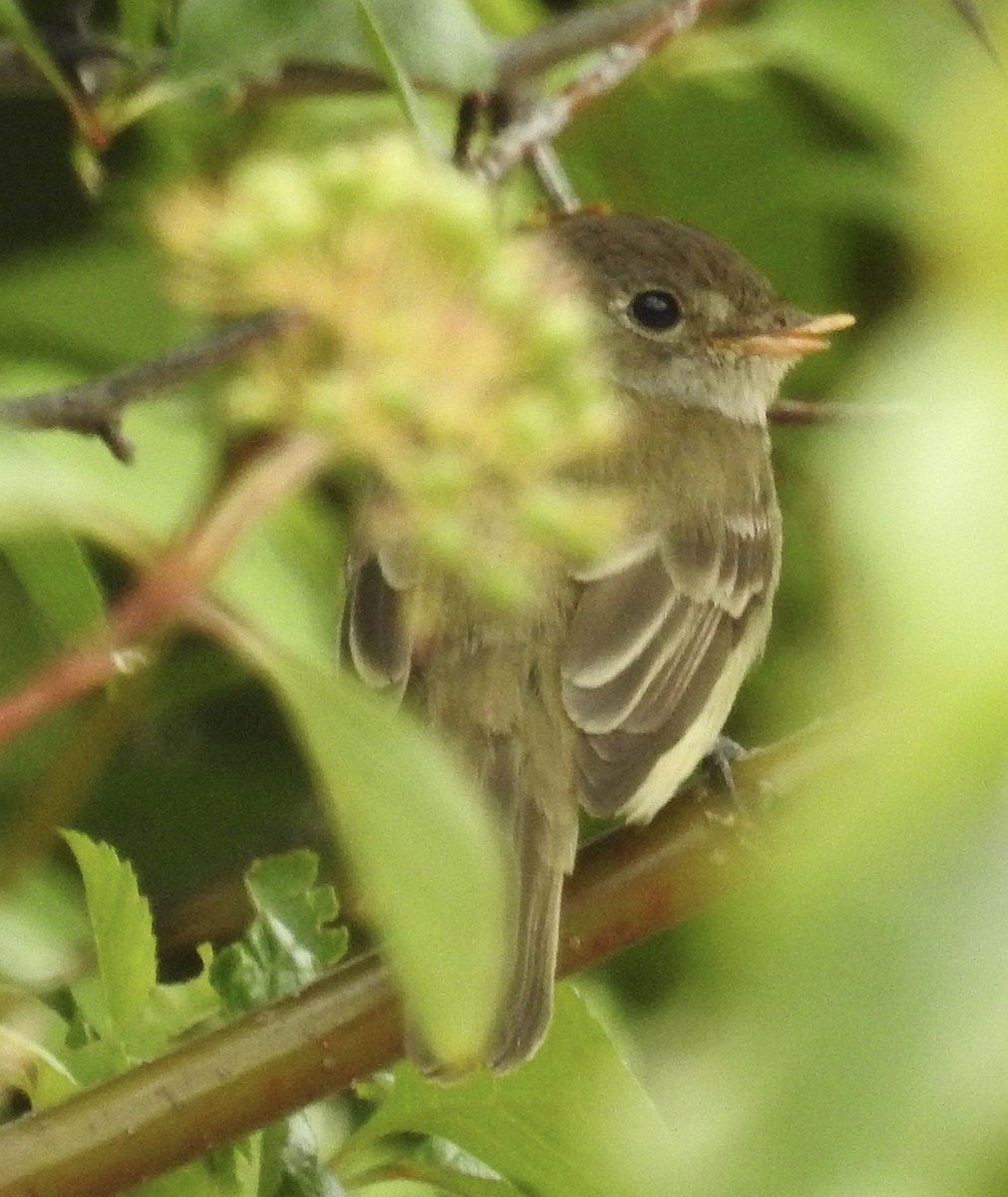 Blasskehl-Schnäppertyrann - ML180610941