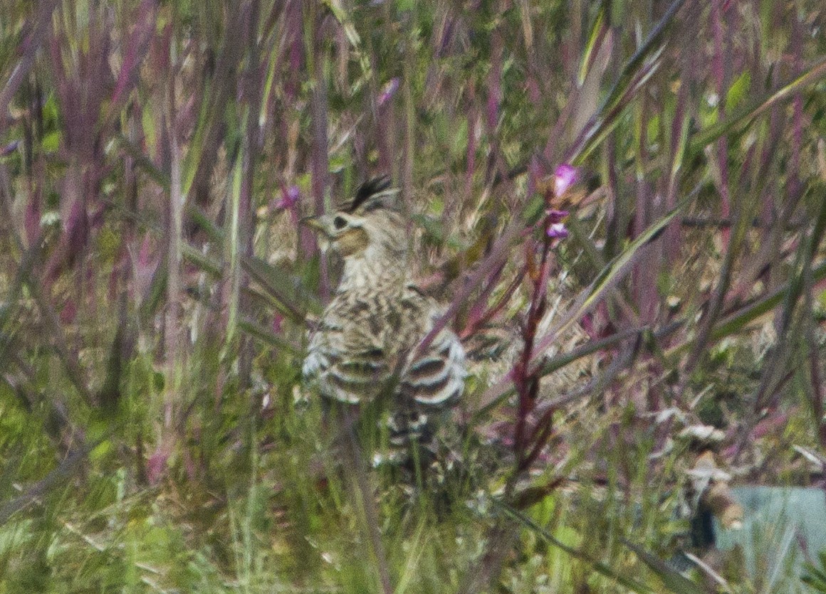 Eurasian Skylark - ML180612071