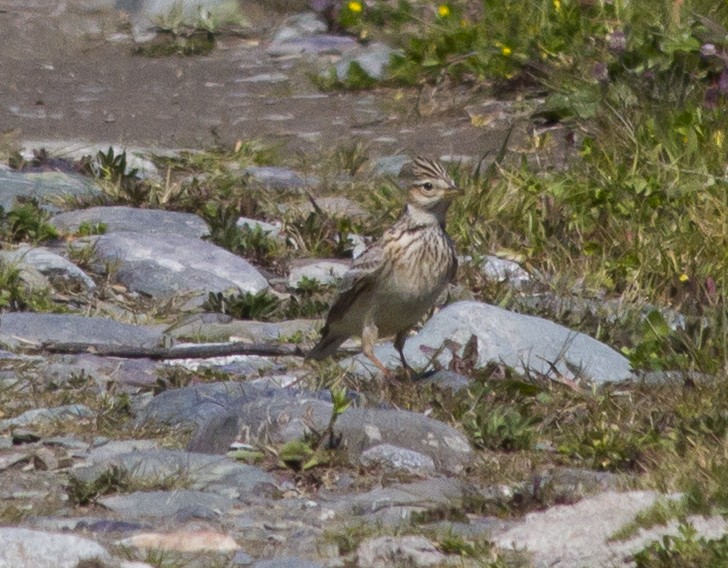 Eurasian Skylark - ML180612081