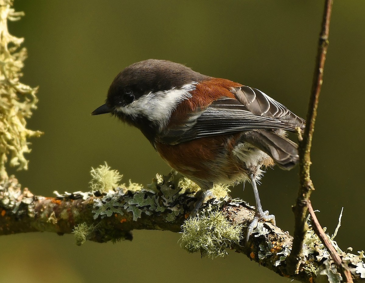 Chestnut-backed Chickadee - ML180612161