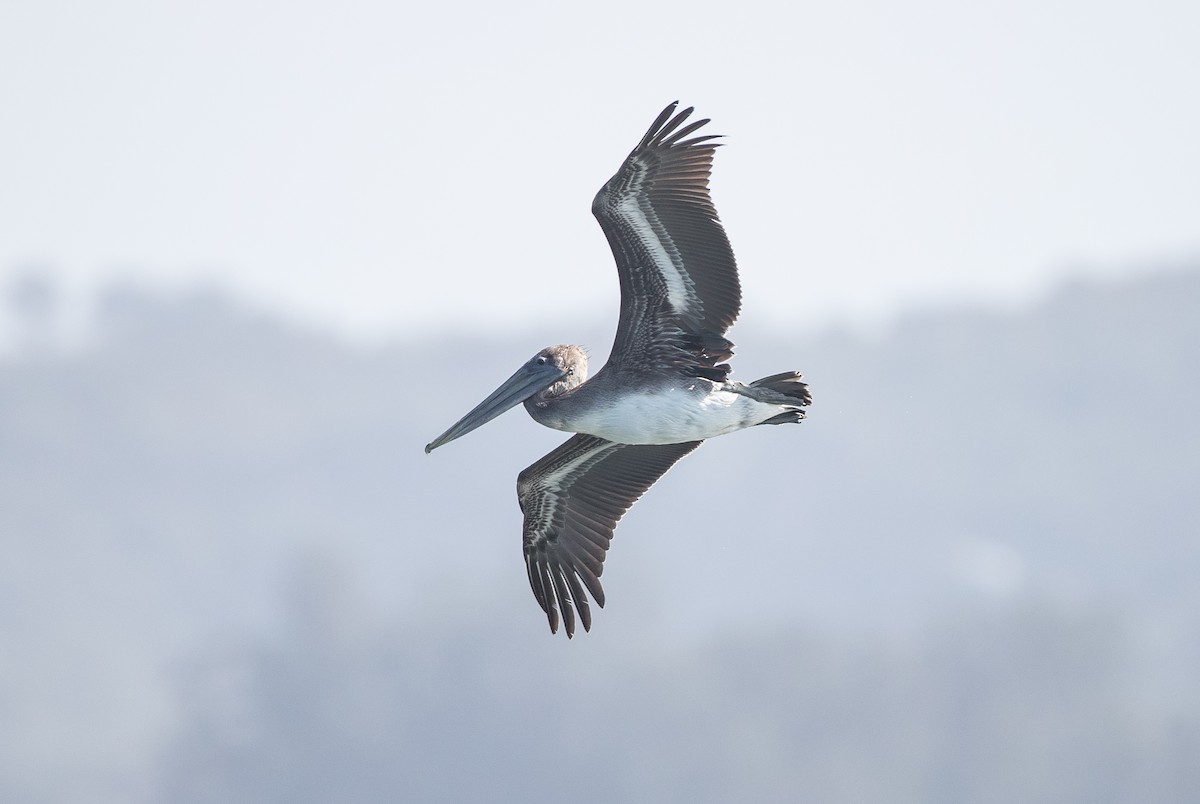 Brown Pelican - ML180616321