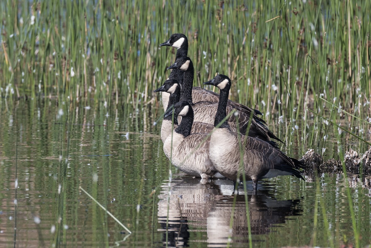 berneška velká (ssp. moffitti/maxima) - ML180616571