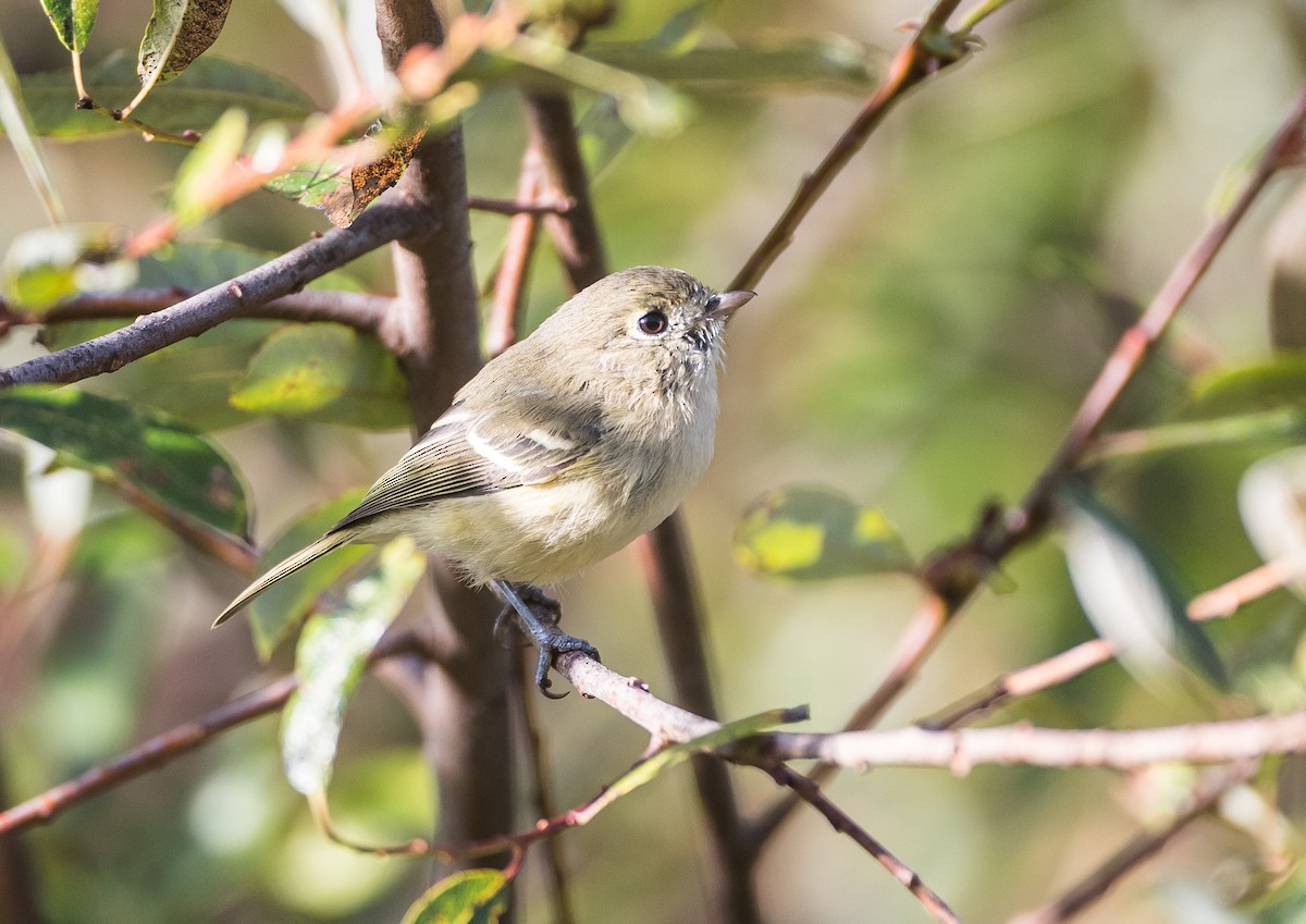 Vireo de Hutton (grupo huttoni) - ML180616741