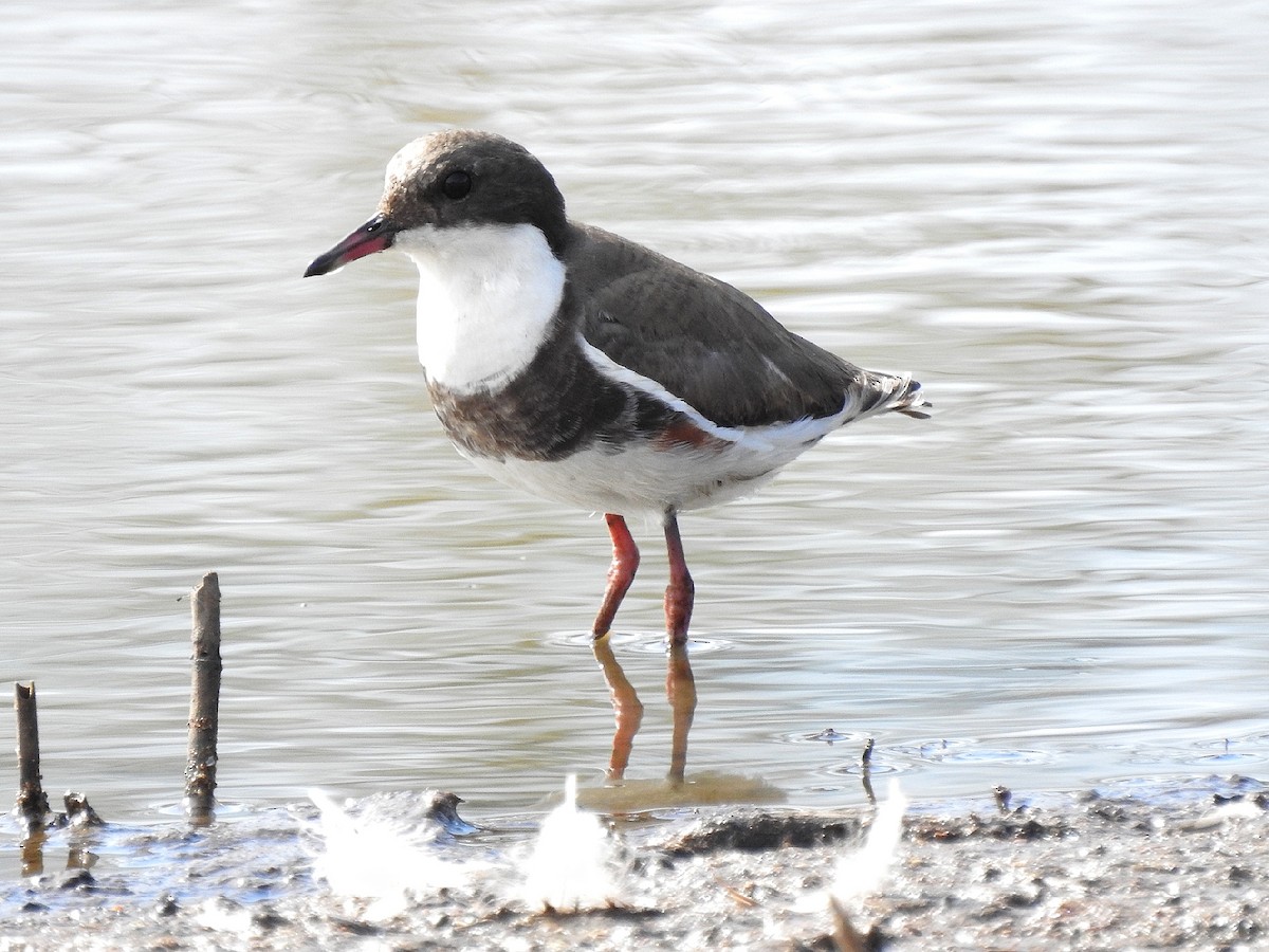 Red-kneed Dotterel - ML180617741