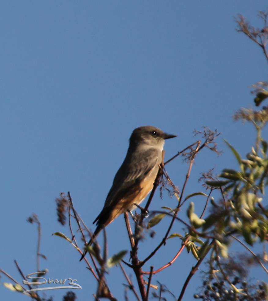 Say's Phoebe - Karen Suarez