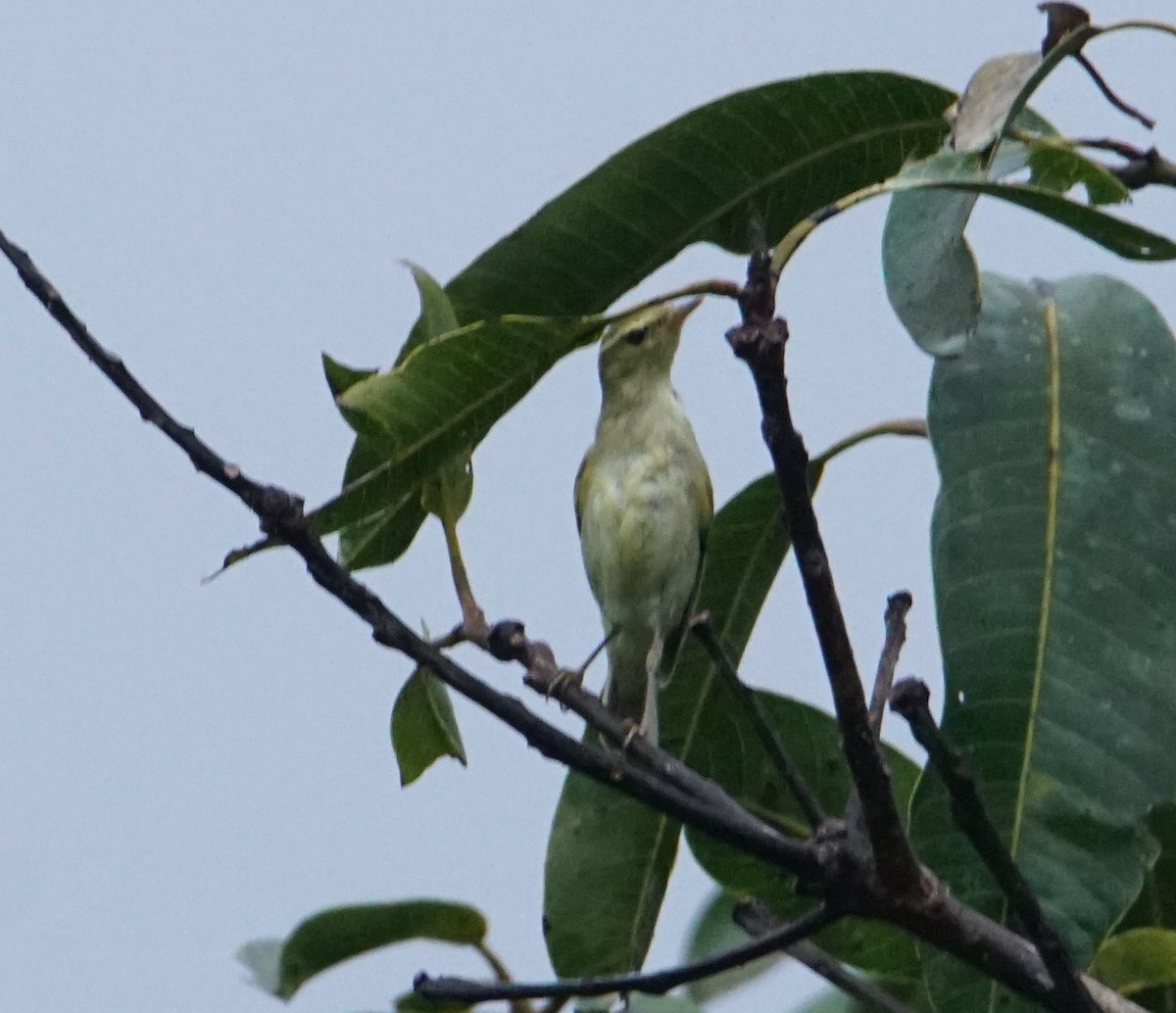 Green Warbler - ML180622301