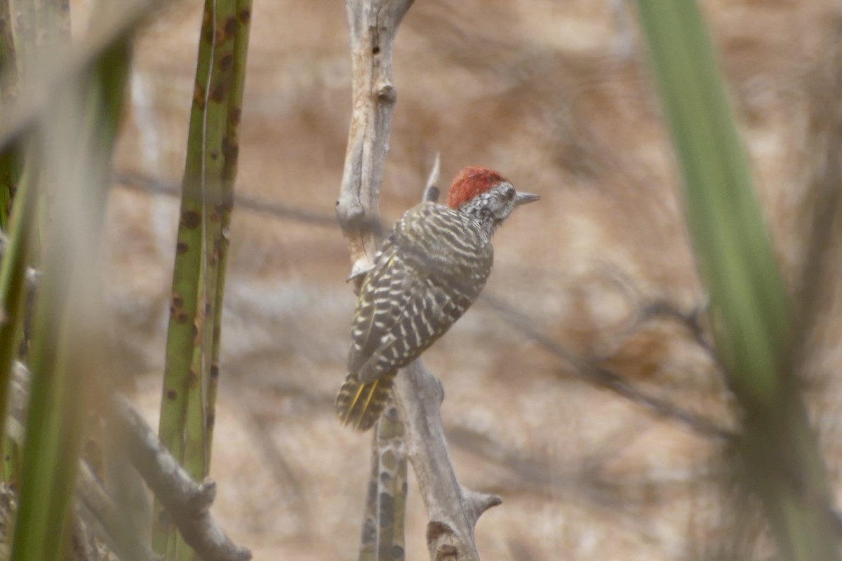Cardinal Woodpecker - Peter Kaestner
