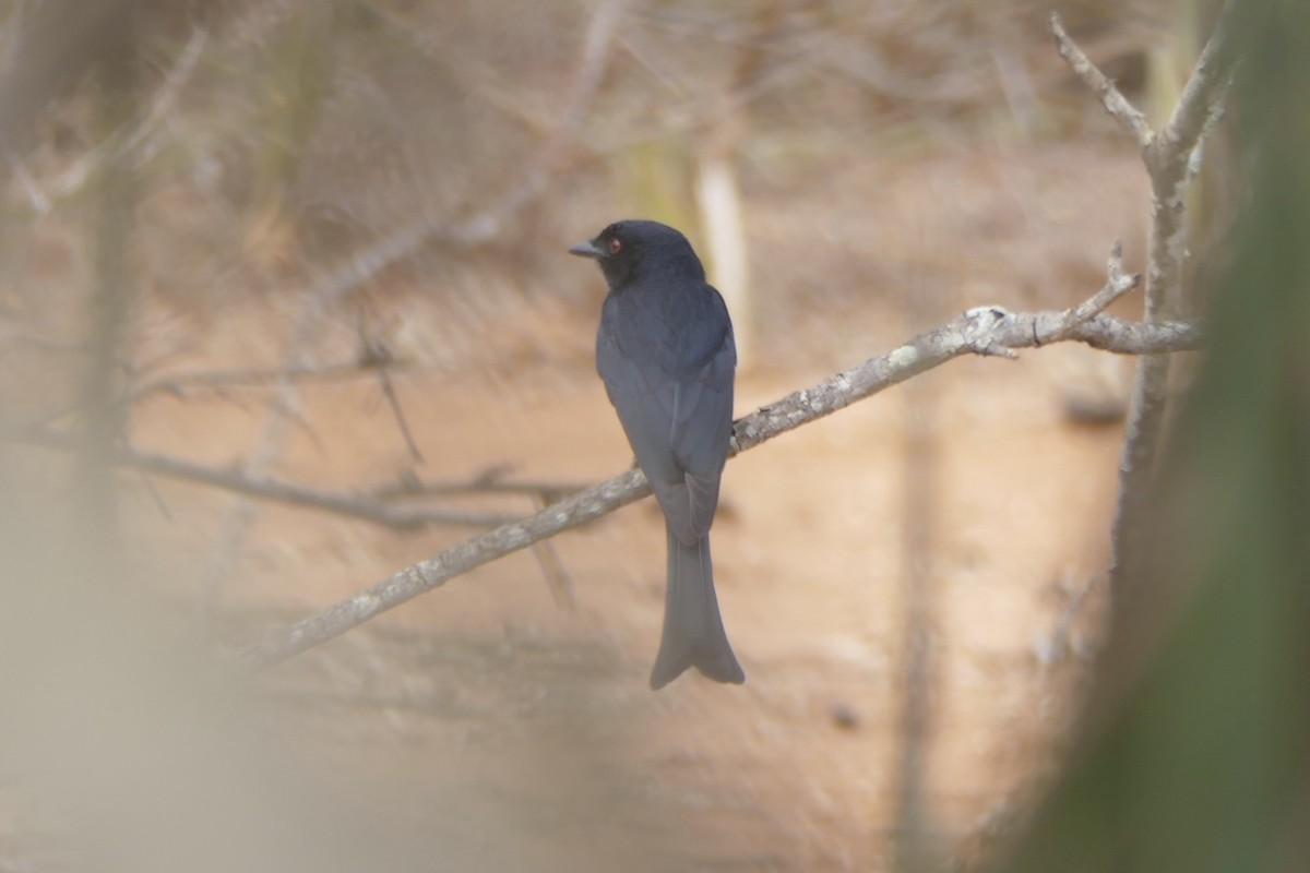 drongo africký - ML180623871