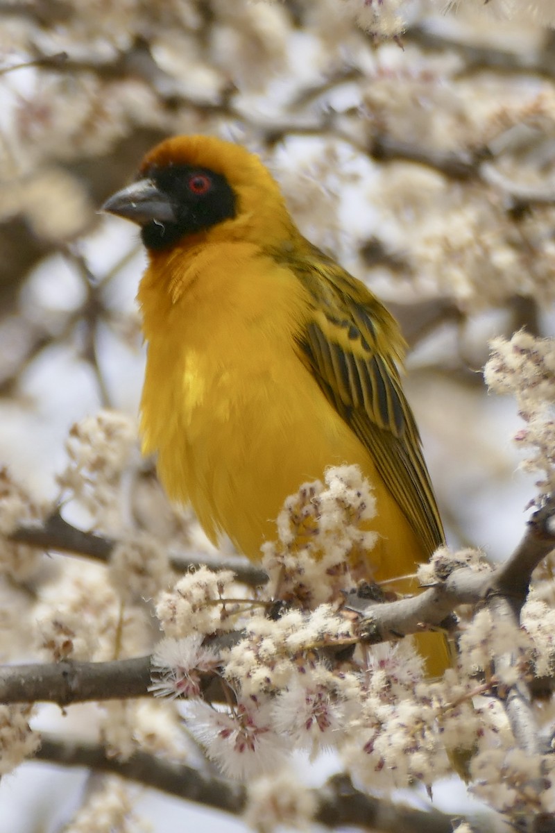 Rüppell's Weaver - Peter Kaestner