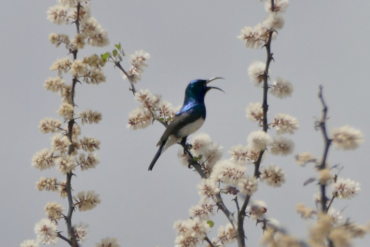 Variable Sunbird (White-bellied) - ML180624101