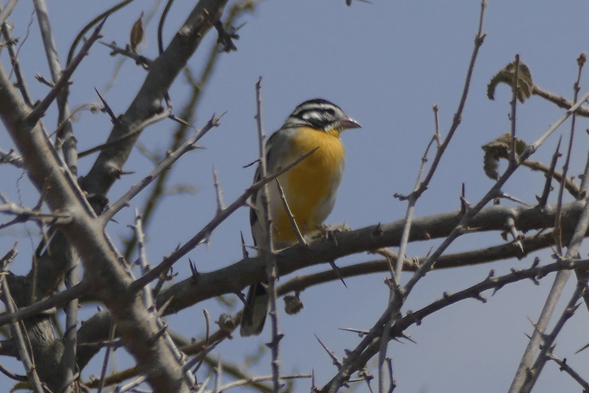 Somali Bunting - Peter Kaestner