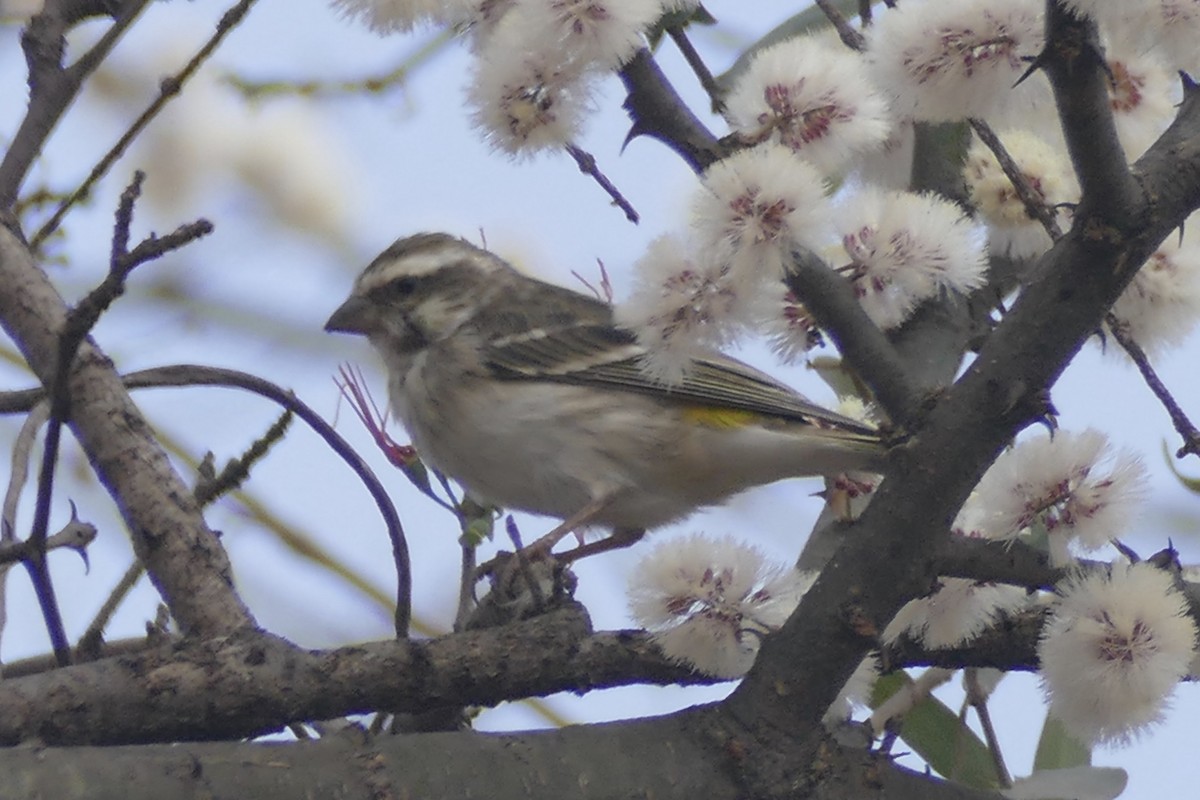 Reichenow's Seedeater - ML180624211