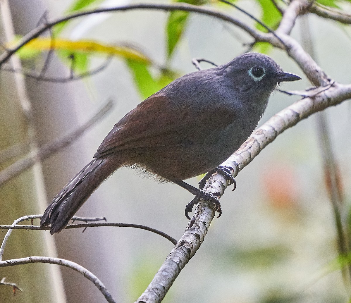 Sunda Laughingthrush - Steven Cheong