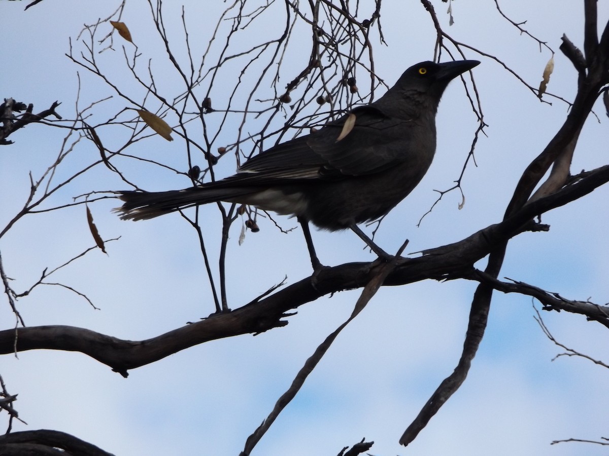 Gray Currawong - ML180624421