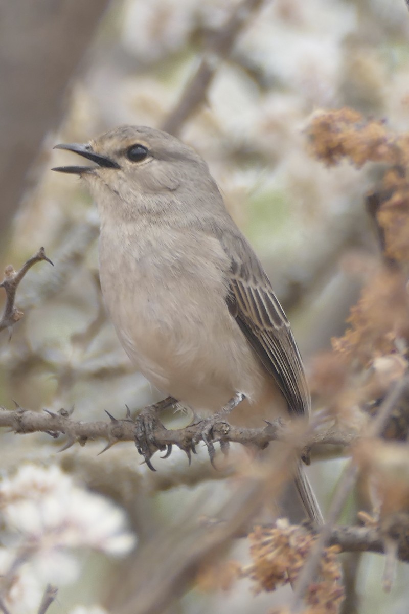 African Gray Flycatcher - ML180624451